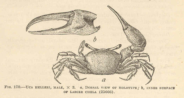 Fiddler Crabs Image Gallery