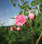 Tales of the Bulgarian Rose Image Gallery