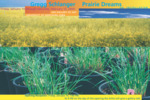 01. Prairie Dreams: An Installation [mailing card, 2000] by Philip Fass