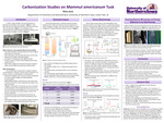 Carbonization Studies on Mammut americanum Tusk by Nina Jocic