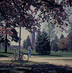 A color photo of bikes and blossoms 1, setting 12