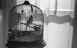 A Bird in a Cage 02