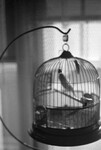 A Bird in a Cage 03