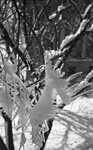 Icicles on Tree Branch 01