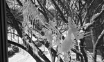 Icicles on Tree Branch 02