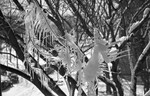 Icicles on Tree Branch 05
